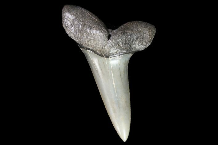 Fossil Shortfin Mako Shark Tooth - Georgia #75281